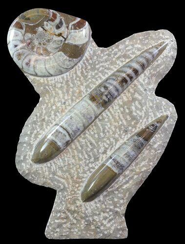 Fossil Goniatite & Orthoceras Sculpture - #62376